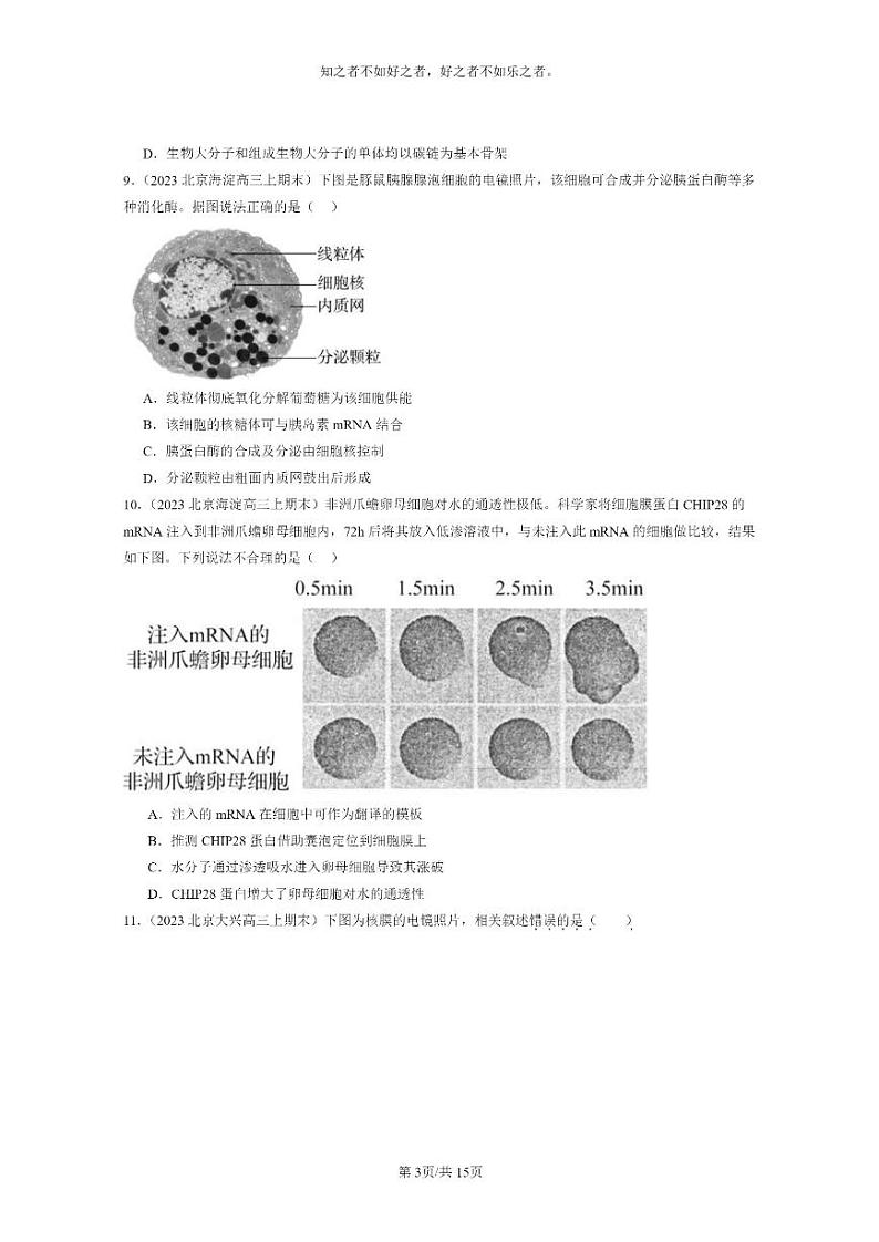 [生物]2022～2024北京高三上学期期末生物真题分类汇编：基因指导蛋白质的合成03
