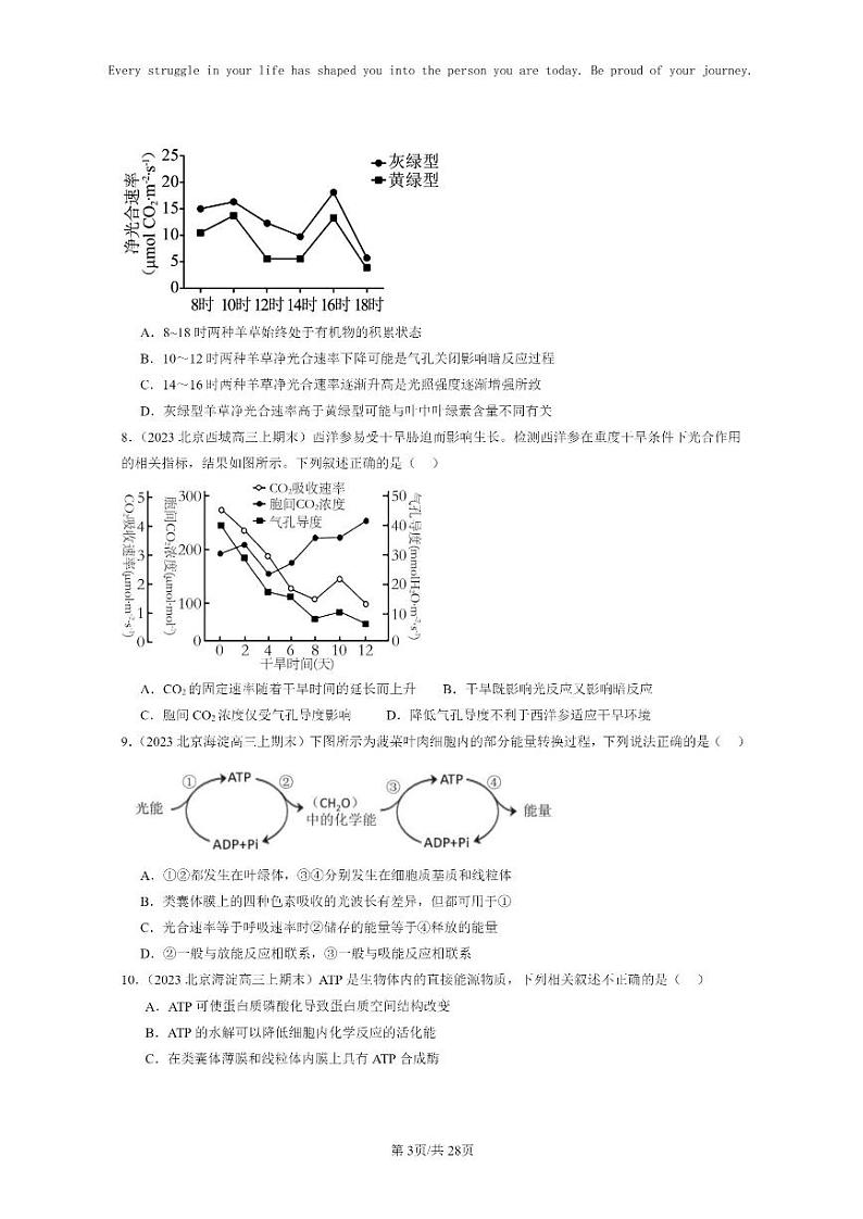 [生物]2022～2024北京高三上学期期末生物真题分类汇编：光合作用与能量转化03