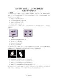 [生物]2022～2024北京高三上学期期末生物真题分类汇编：减数分裂和受精作用