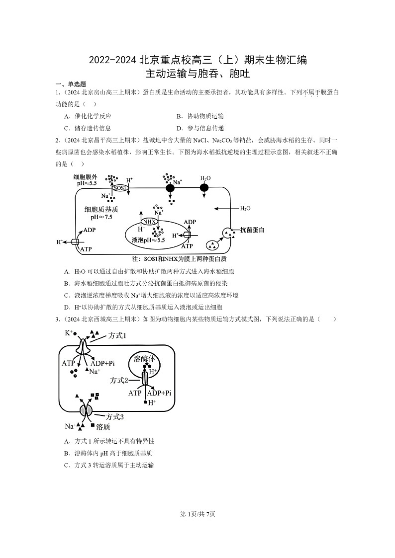 [生物]2022～2024北京重点校高三上学期期末生物真题分类汇编：主动运输与胞吞、胞吐01