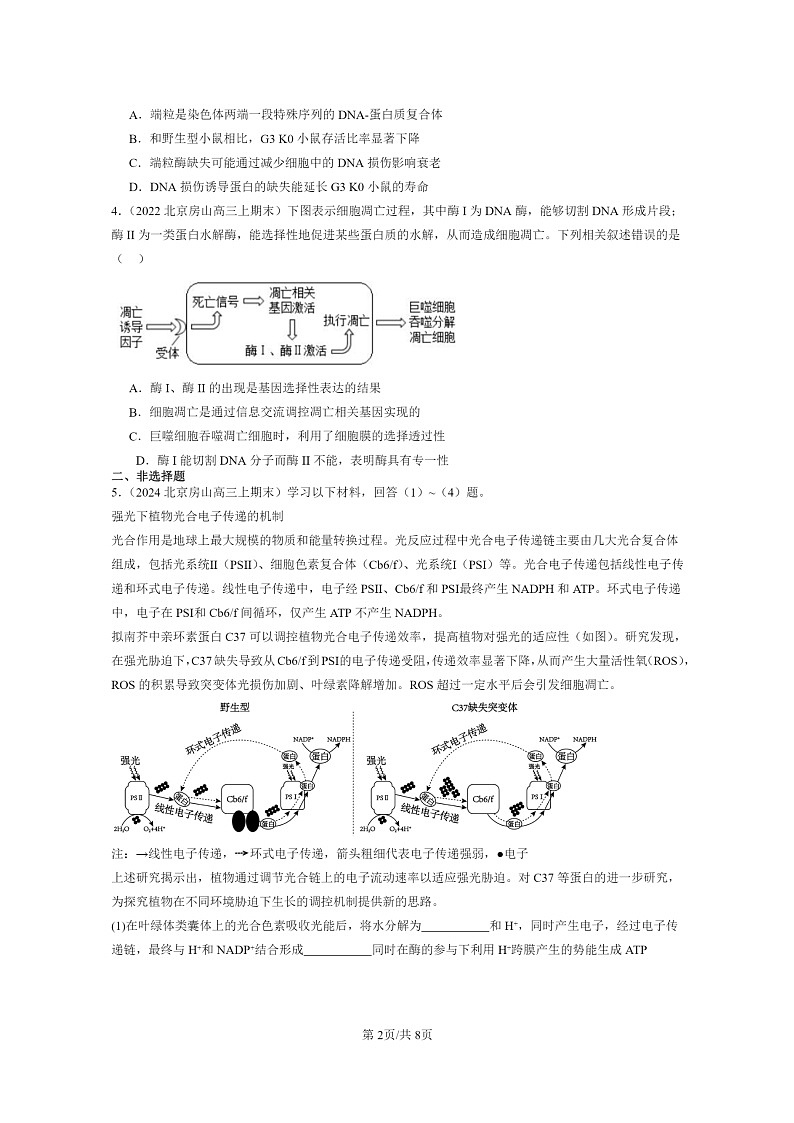 [生物]2022～2024北京高三上学期期末生物真题分类汇编：细胞的衰老和死亡02