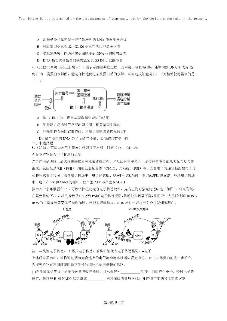 [生物]2022～2024北京高三上学期期末生物真题分类汇编：细胞的衰老和死亡02