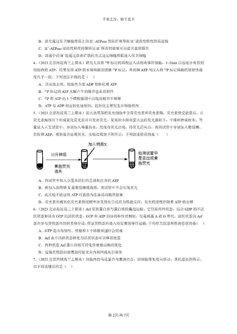 [生物]2022～2024北京高三上学期期末生物真题分类汇编：细胞的能量“货币”ATP02
