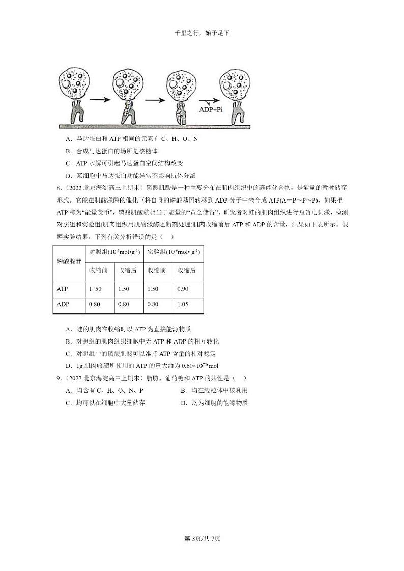 [生物]2022～2024北京高三上学期期末生物真题分类汇编：细胞的能量“货币”ATP03
