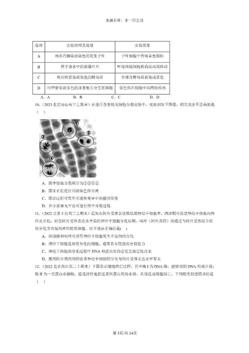 [生物]2022～2024北京高三上学期期末生物真题分类汇编：细胞的生命历程章节综合03