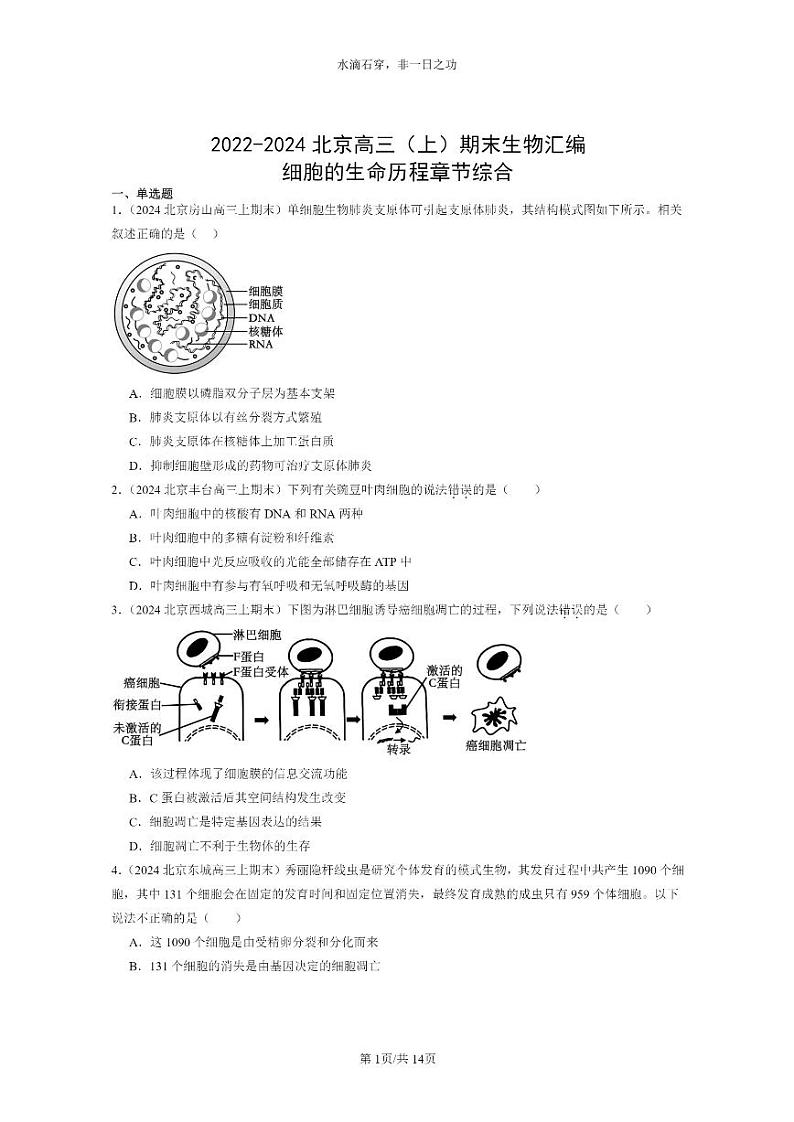 [生物]2022～2024北京高三上学期期末生物真题分类汇编：细胞的生命历程章节综合01