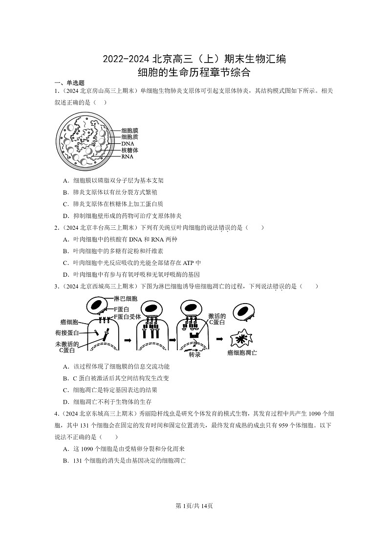 [生物]2022～2024北京高三上学期期末生物真题分类汇编：细胞的生命历程章节综合01