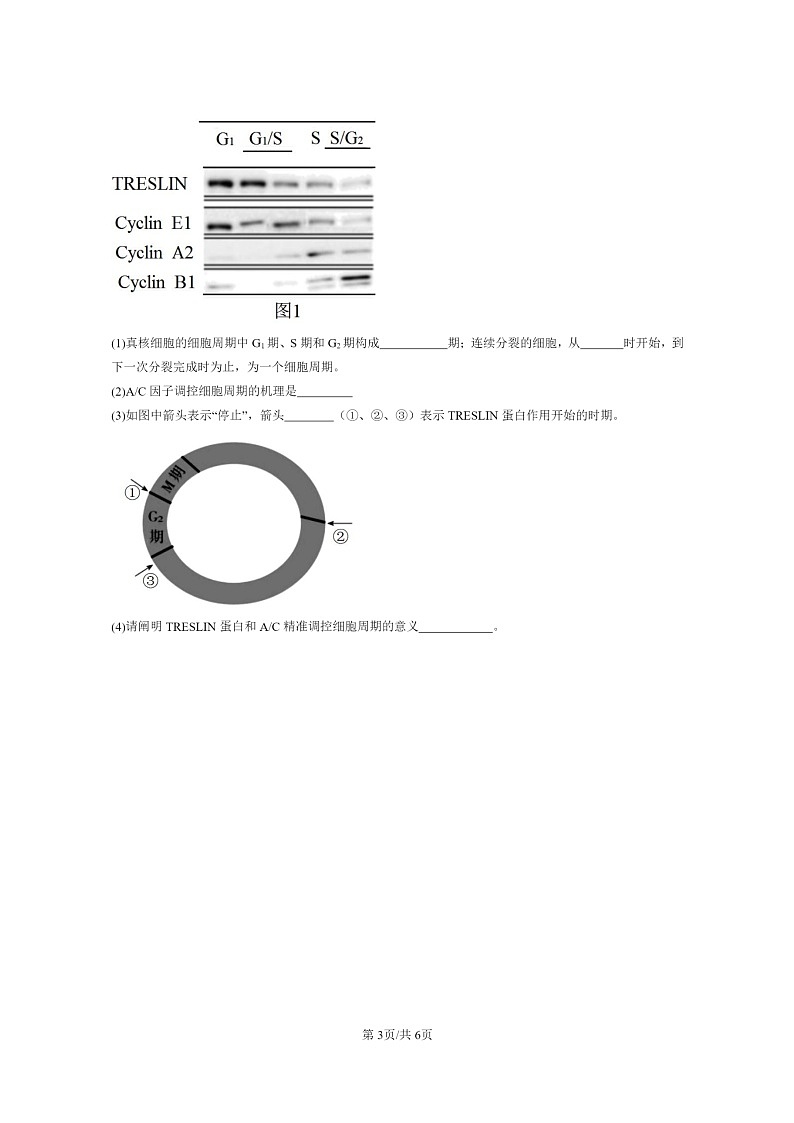 [生物]2022～2024北京高三上学期期末生物真题分类汇编：细胞的增殖第3页