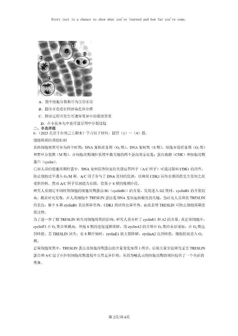 [生物]2022～2024北京高三上学期期末生物真题分类汇编：细胞的增殖第2页