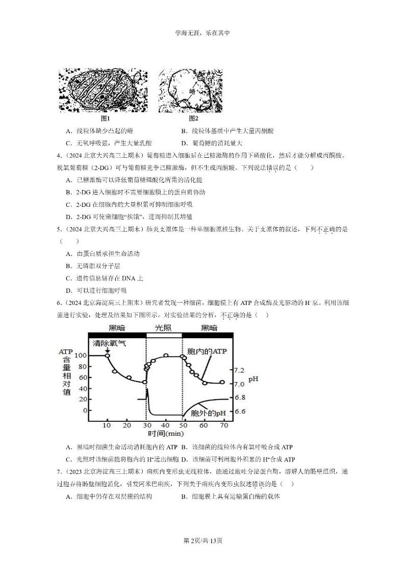 [生物]2022～2024北京高三上学期期末生物真题分类汇编：细胞呼吸的原理和应用第2页