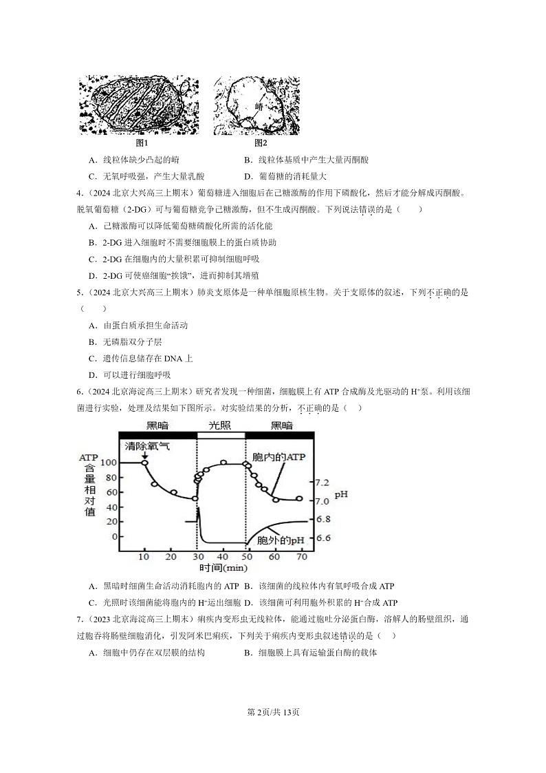 [生物]2022～2024北京高三上学期期末生物真题分类汇编：细胞呼吸的原理和应用第2页