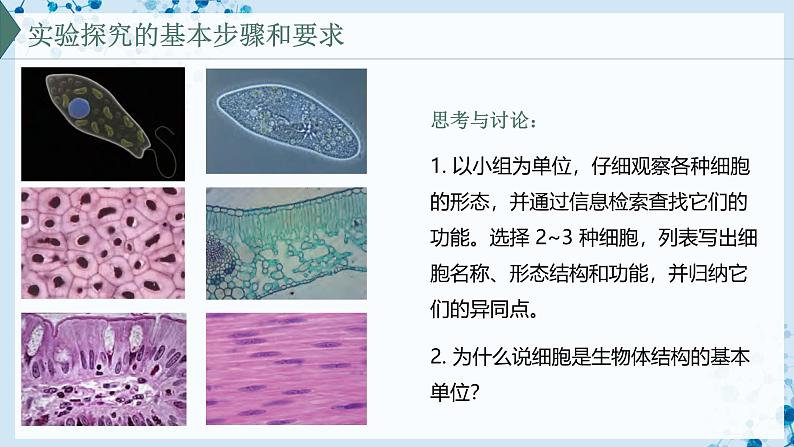 【沪科技版】生物必修一  1.3 细胞是生物体结构的基本单位（教学课件）03