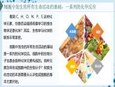 【沪科技版】生物必修一  2.1 C、H、O、N、P、S 等元素组成复杂的生物分子（教学课件）