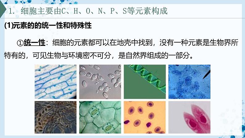 【沪科技版】生物必修一  2.1 C、H、O、N、P、S 等元素组成复杂的生物分子（教学课件）05