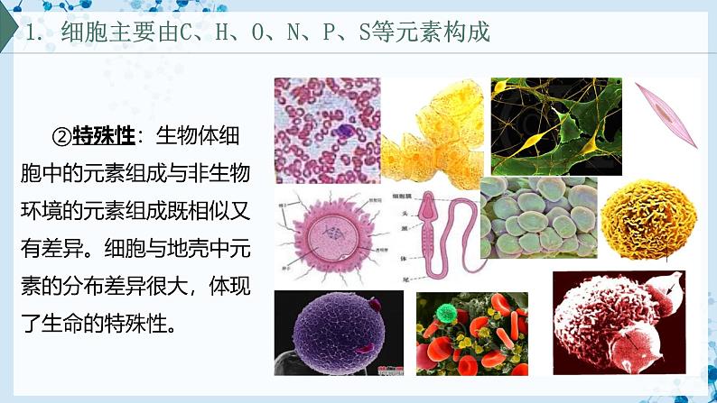 【沪科技版】生物必修一  2.1 C、H、O、N、P、S 等元素组成复杂的生物分子（教学课件）06