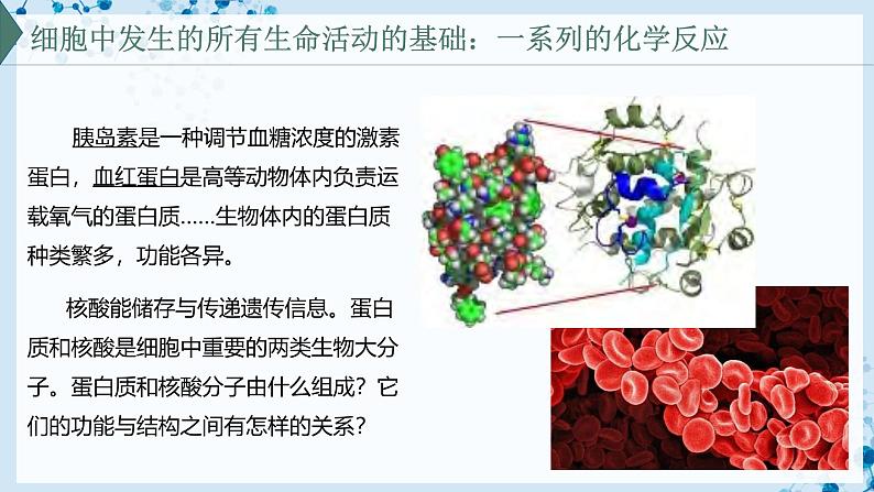 【沪科技版】生物必修一  2.2 蛋白质和核酸是重要的生物大分子（教学课件）02