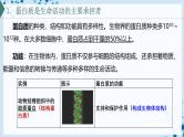 【沪科技版】生物必修一  2.2 蛋白质和核酸是重要的生物大分子（教学课件）