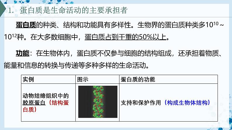 【沪科技版】生物必修一  2.2 蛋白质和核酸是重要的生物大分子（教学课件）04