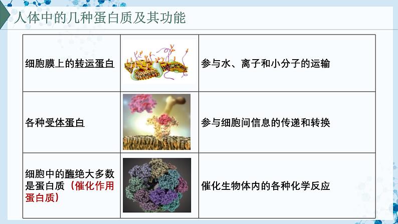 【沪科技版】生物必修一  2.2 蛋白质和核酸是重要的生物大分子（教学课件）05