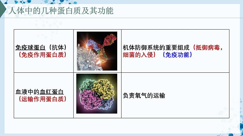 【沪科技版】生物必修一  2.2 蛋白质和核酸是重要的生物大分子（教学课件）06