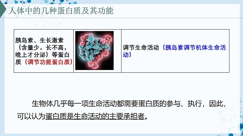 【沪科技版】生物必修一  2.2 蛋白质和核酸是重要的生物大分子（教学课件）07