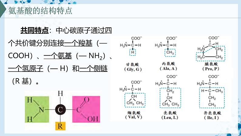 【沪科技版】生物必修一  2.2 蛋白质和核酸是重要的生物大分子（教学课件）08