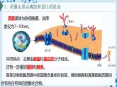 【沪科技版】生物必修一  3.1 细胞由质膜包裹（教学课件）