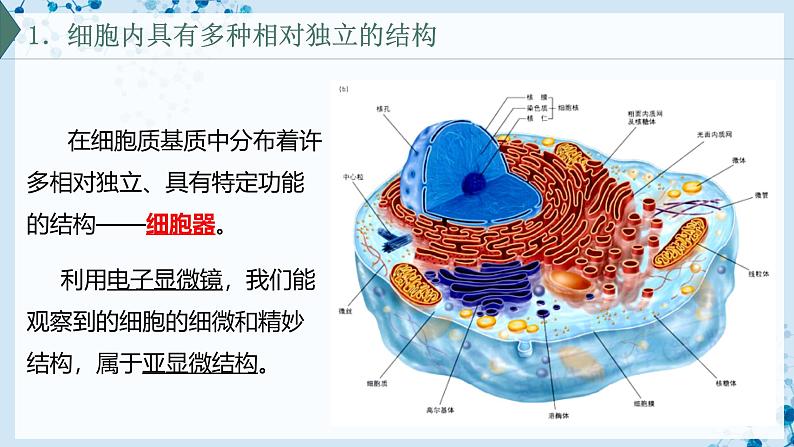 【沪科技版】生物必修一  3.2 细胞各部分结构既分工又合作（教学课件）04