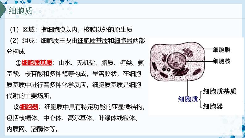 【沪科技版】生物必修一  3.2 细胞各部分结构既分工又合作（教学课件）05