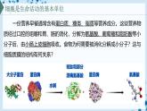 【沪科技版】生物必修一  4.1 细胞通过质膜与外界进行物质交换（教学课件）