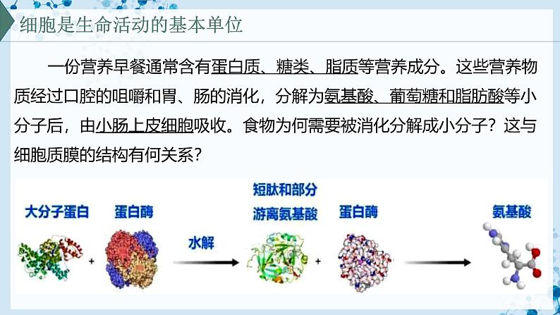 【沪科技版】生物必修一  4.1 细胞通过质膜与外界进行物质交换（教学课件）02