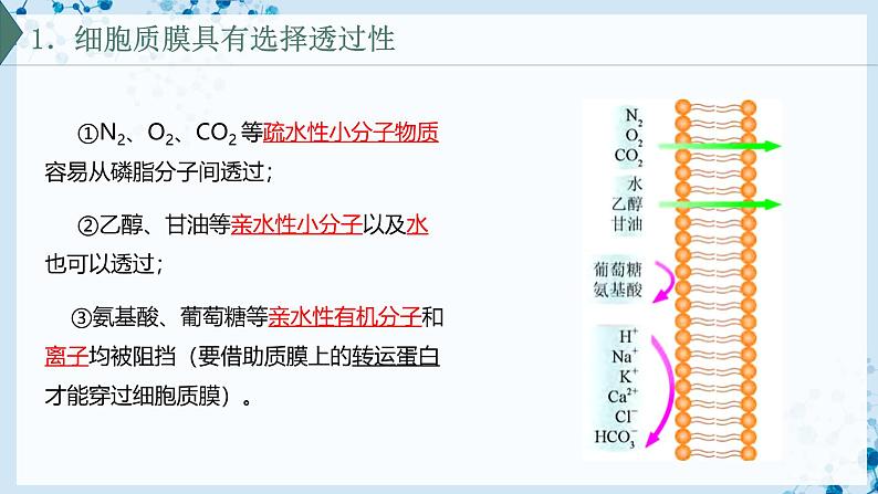 【沪科技版】生物必修一  4.1 细胞通过质膜与外界进行物质交换（教学课件）04