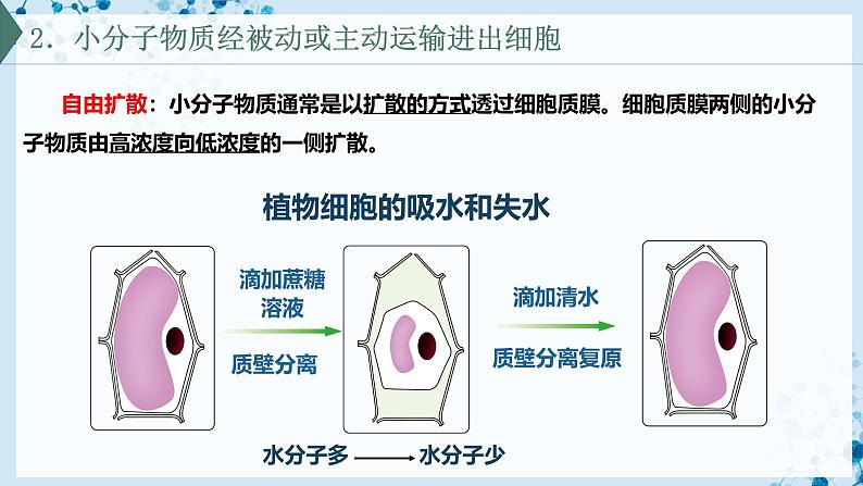 【沪科技版】生物必修一  4.1 细胞通过质膜与外界进行物质交换（教学课件）05