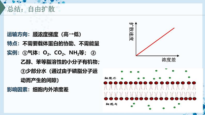 【沪科技版】生物必修一  4.1 细胞通过质膜与外界进行物质交换（教学课件）07