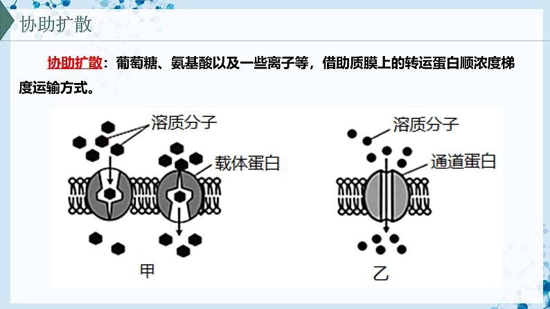 【沪科技版】生物必修一  4.1 细胞通过质膜与外界进行物质交换（教学课件）08