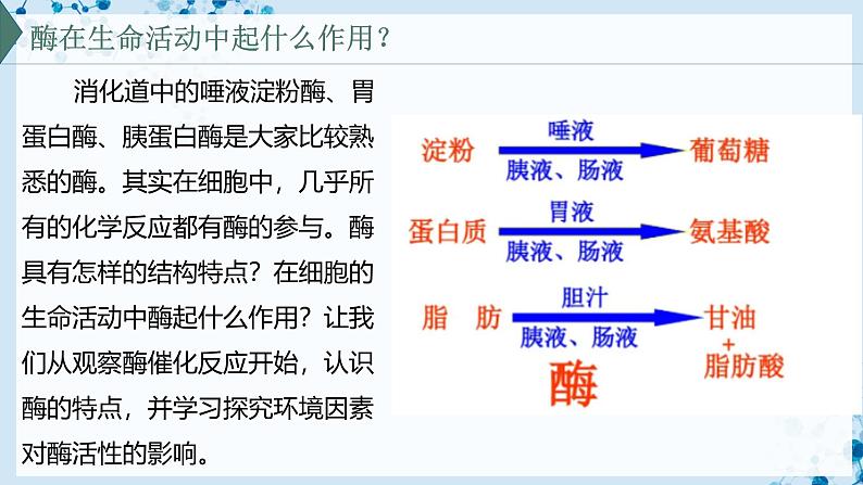 【沪科技版】生物必修一  4.2 酶催化细胞的化学反应（教学课件）02