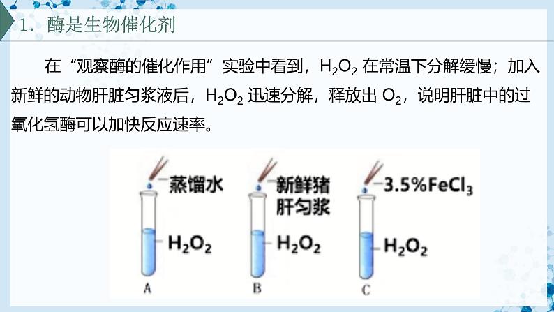 【沪科技版】生物必修一  4.2 酶催化细胞的化学反应（教学课件）04