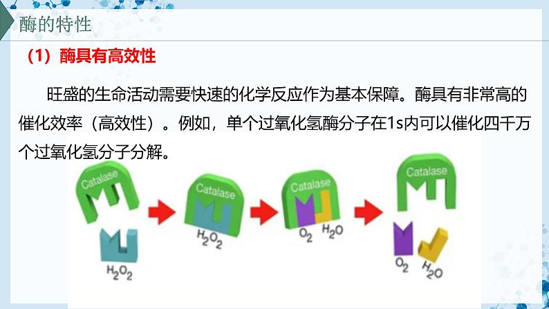 【沪科技版】生物必修一  4.2 酶催化细胞的化学反应（教学课件）08