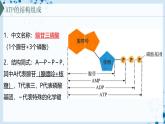 【沪科技版】生物必修一  4.3 细胞通过分解有机分子获取能量（教学课件）