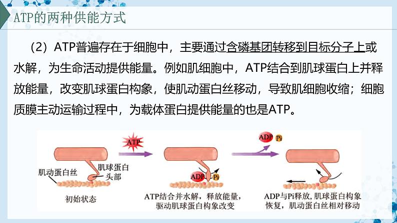 【沪科技版】生物必修一  4.3 细胞通过分解有机分子获取能量（教学课件）07