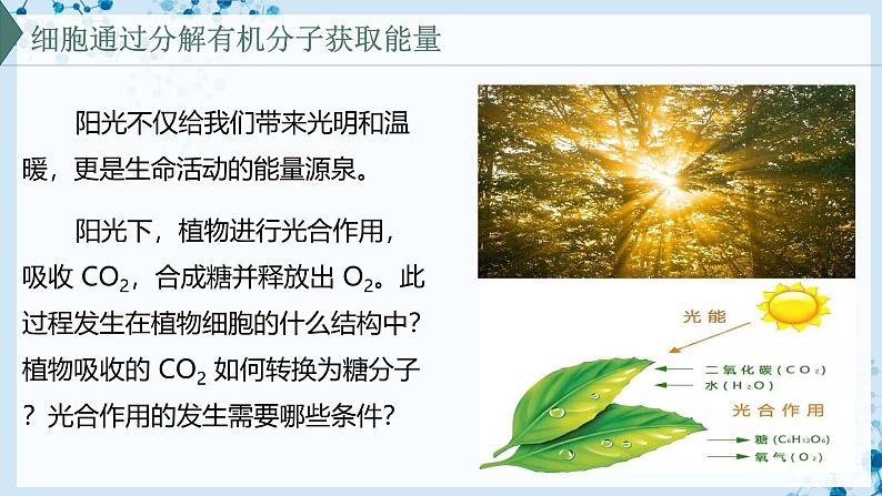 【沪科技版】生物必修一  4.4 叶绿体将光能转换并储存在糖分子中（教学课件）02