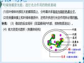 【沪科技版】生物必修一  4.4 叶绿体将光能转换并储存在糖分子中（教学课件）