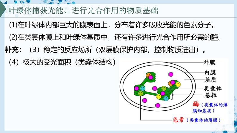 【沪科技版】生物必修一  4.4 叶绿体将光能转换并储存在糖分子中（教学课件）05