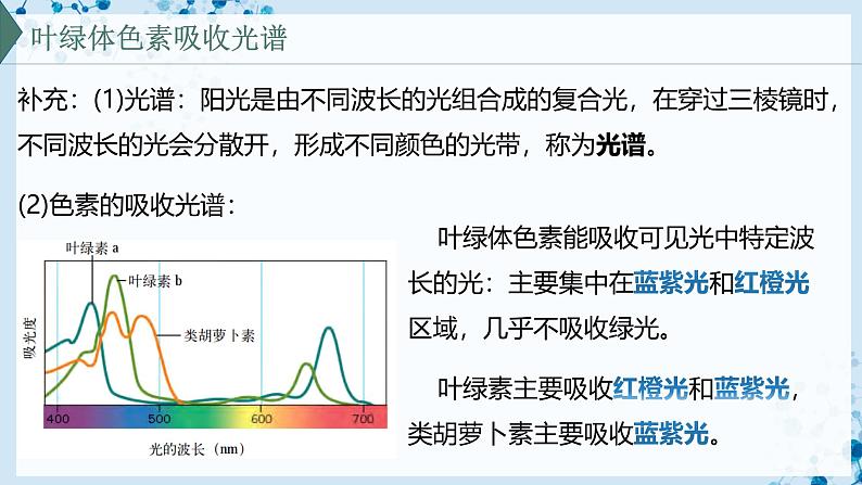 【沪科技版】生物必修一  4.4 叶绿体将光能转换并储存在糖分子中（教学课件）08