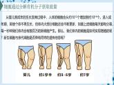 【沪科技版】生物必修一  5.1 细胞通过分裂实现增殖（教学课件）