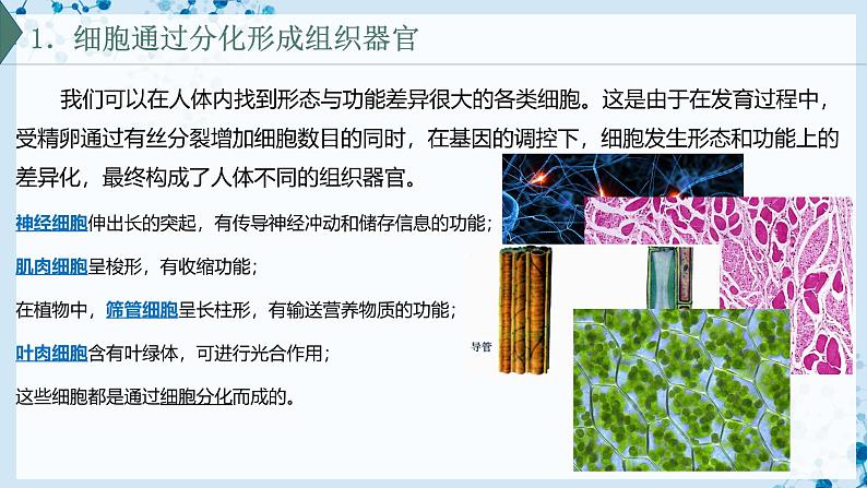 【沪科技版】生物必修一  5.2 细胞通过分化形成多细胞生物体（教学课件）04