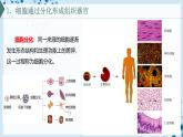【沪科技版】生物必修一  5.2 细胞通过分化形成多细胞生物体（教学课件）