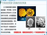 【沪科技版】生物必修一  5.3 细胞衰老和死亡是自然的生理过程（教学课件）