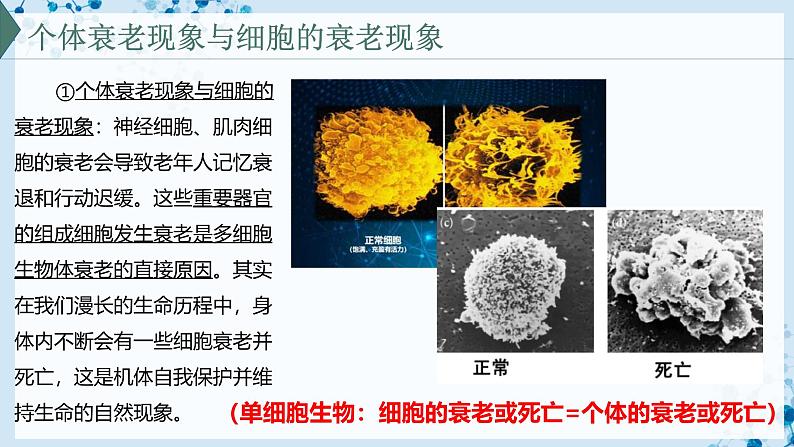 【沪科技版】生物必修一  5.3 细胞衰老和死亡是自然的生理过程（教学课件）04