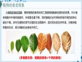 【沪科技版】生物必修一  5.3 细胞衰老和死亡是自然的生理过程（教学课件）